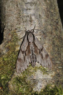Pine Hawkmoth