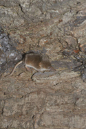Pygmy Shrew
