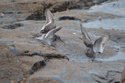 Purple Sandpiper