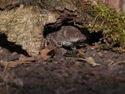 Pygmy Shrew