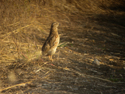 Quail