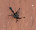 Red Belted Clearwing
