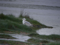 Ring Billed Gull