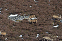Red Deer