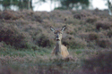 Red Deer
