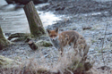 Red Fox