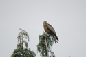 Red Kite