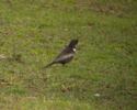 Ring Ouzel
