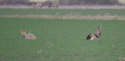 Roe Deer