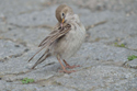 Rose Coloured Starling