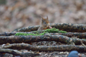 Red Squirrel