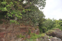 Rich's Whitebeam