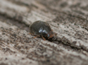 Scymnus auritus