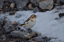 Snow Bunting