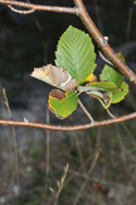 Sell's Whitebeam