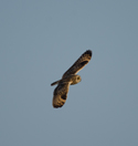 Short eared Owl