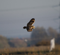 Short Eared Owl