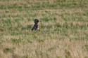 Short Eared Owl