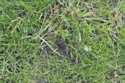 Common Shrew