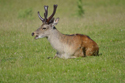 Sika Deer