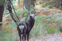 Sika