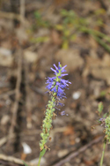 Spiked Speedwell
