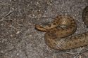 Smooth Snake