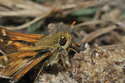 Silver Spotted Skipper