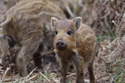 Wild Boar