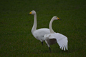 Whooper Swan