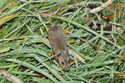 Wood Mouse