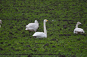 Whooper Swan