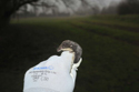 Water Shrew