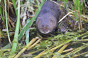 Water Vole