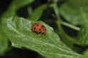 Bryony Ladybird