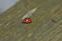 24 Spot Ladybird