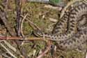 Adder