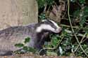 Badger