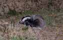 Badger