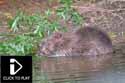 Beaver
