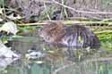 Beaver