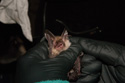 Bechstein's Bat