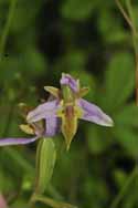 Bee Orchid var trolli