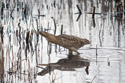 Bittern