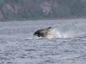 Bottlenosed Dolphin