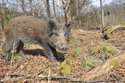 Wild Boar