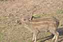 Wild Boar