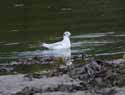 Bonaparte's Gull