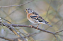 Brambling