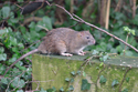 Brown Rat